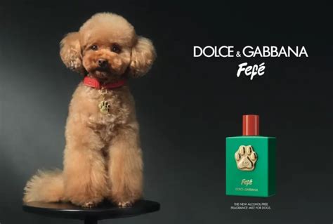 Dolce&Gabbana's new Petwear collection .